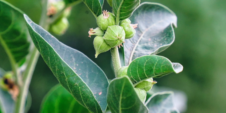 Ashwagandha - The Stress Less Adaptogen