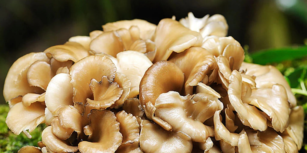 Maitake (Grifola frondosa): Nature’s Mushroom for Immune Support & Well-Being
