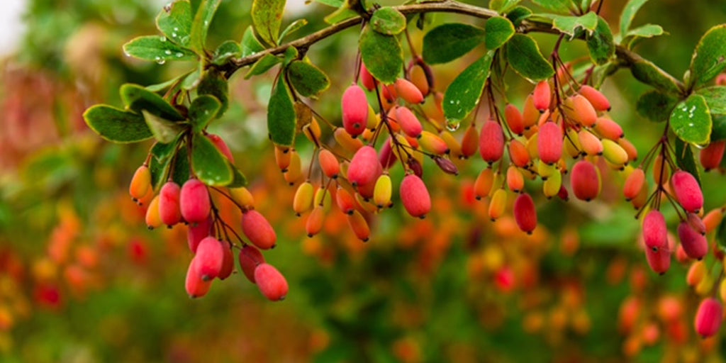 Berberine - Nature's Metabolic Biochemical Significance