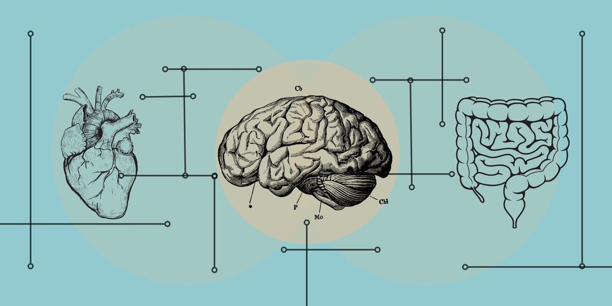 The 3 Amigos: The Gut Brain Connection