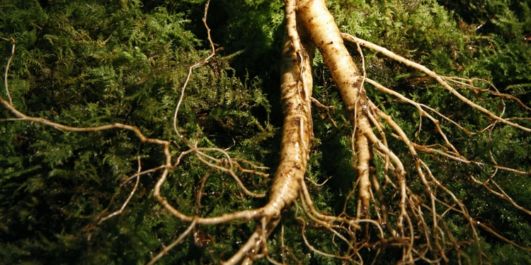 American Ginseng Root - A Natural Adaptogen
