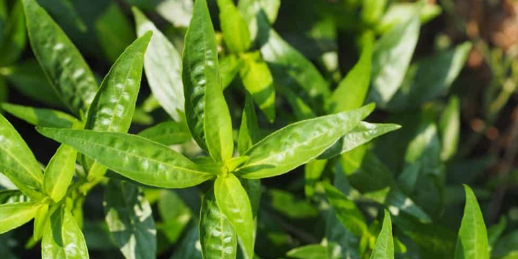 Andrographis Leaf Extract