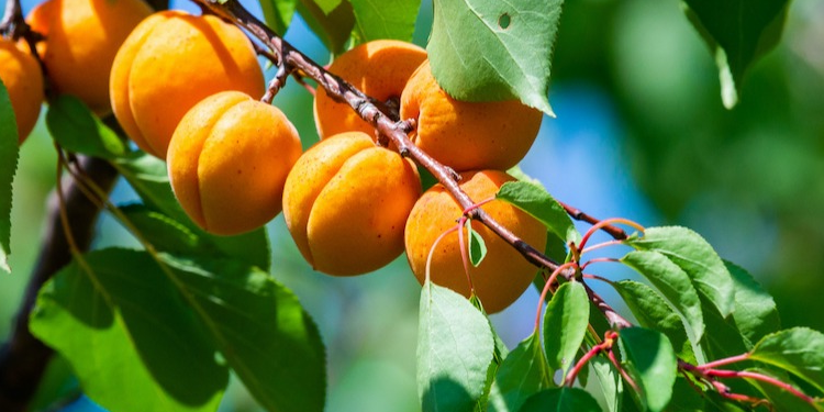 Apricot Seeds Extracts - A Unique Bioactive Compound