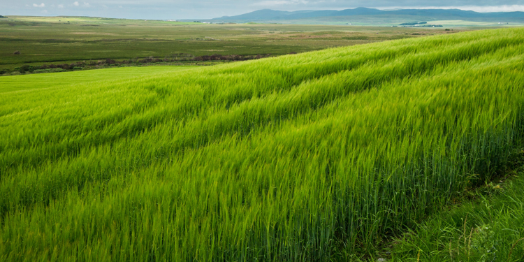 Barley Grass - A Nutrient Rich Superfood