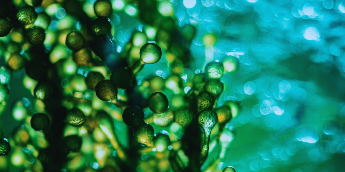 DHA Algae Oil: Supporting Brain Health, Heart Health, and Overall Well-being