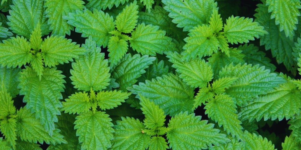 Nettle Root 10:1 Extract (Urtica dioica):  An In-Depth Analysis