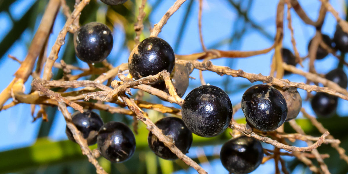 Saw Palmetto Berry - A Natural Remedy for Prostate Health & Hair Loss Prevention