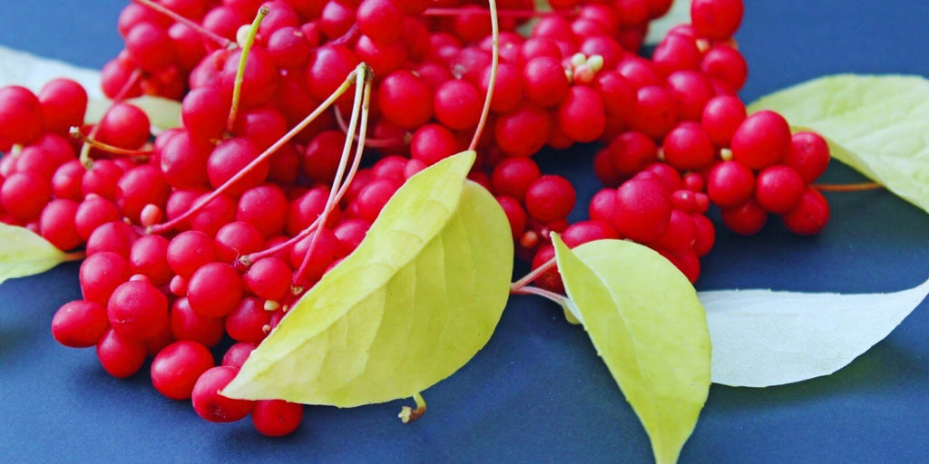 Schisandra Berry Extract