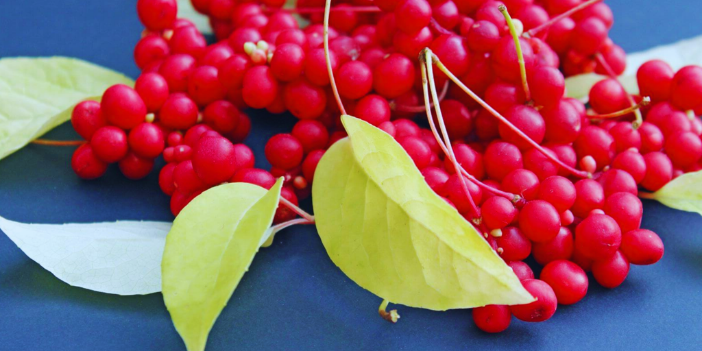 Schisandra Berry - Your Natural Ally for Wellness