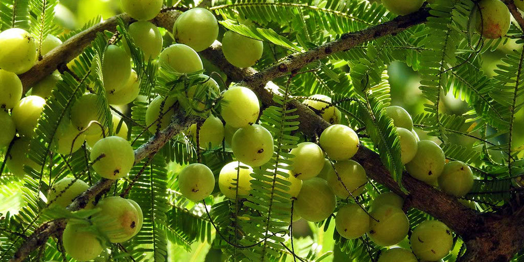 Amla Indian Gooseberry - The Nutritional Powerhouse