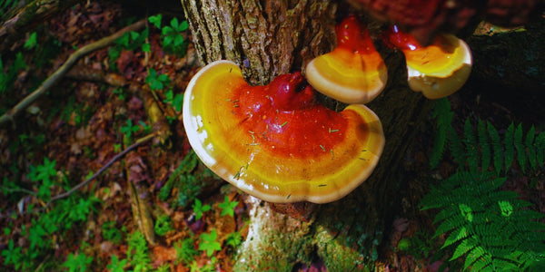 Reishi (Ganoderma lucidum) Supplements