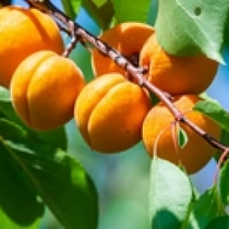 Apricot Seeds