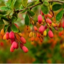 Berberine