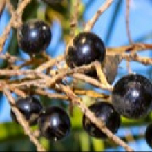 Saw Palmetto Berry