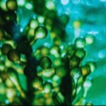 DHA Algae