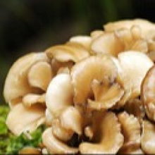 Maitake