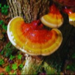 Reishi Mushroom