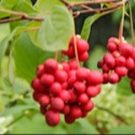 Schisandra Extract