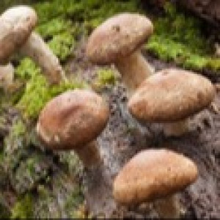 Shiitake (Lentinus edodes)